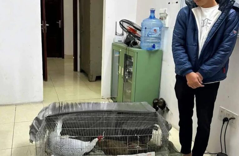 Nhiều luật sư muốn bào chữa miễn phí cho bị cáo ‘bán gà lôi trắng’👇