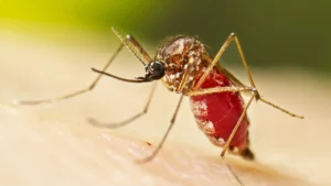 Virus Chikungunya lây truyền qua muỗi nhiễm bệnh, có thể gây sốt và đau khớp (Ảnh: CDC).Virus Chikungunya lây truyền qua muỗi nhiễm bệnh, có thể gây sốt và đau khớp (Ảnh: CDC).