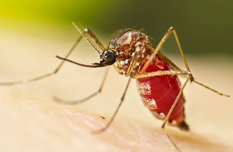 Đáng sợ: Bệnh chikungunya đang lây lan toàn cầu