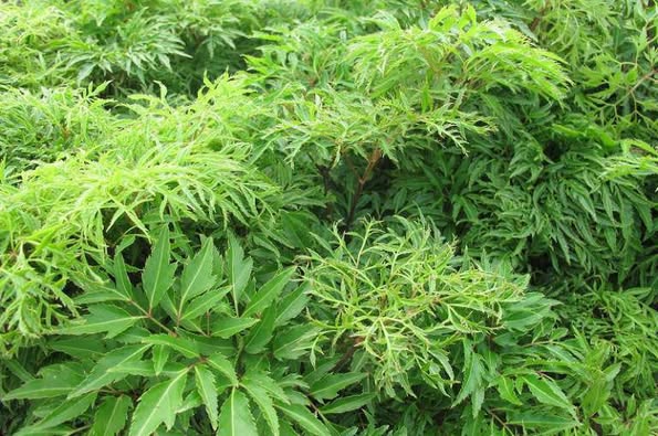 Người đàn ông đi cấp cứu sau 2 tháng uống lá đinh lăng liên tục