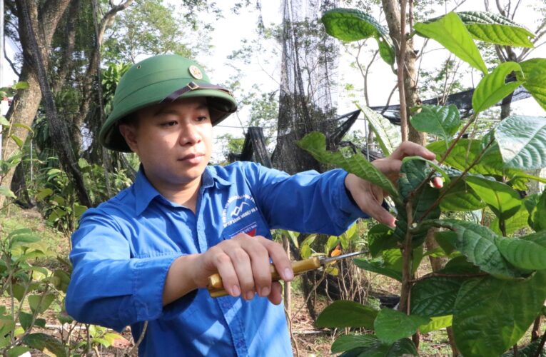 Chàng trai sinh năm 2000 ở Phú Thọ trồng trà hoa vàng dưới chân núi Tam Đảo thu tiền tỷ
