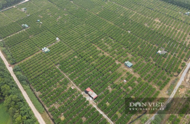Phú Thọ: Trồng “cây tâm linh” ưa đất bãi, tạo việc làm, thu nhập ổn định cho hàng 100 nông dân địa phương