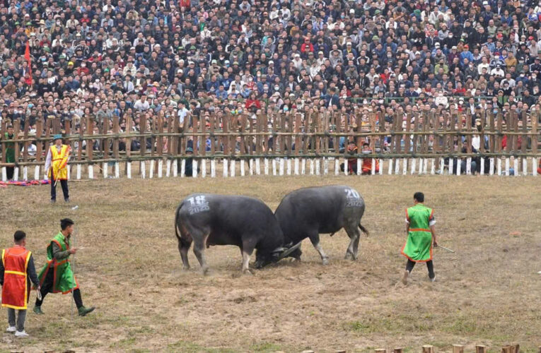UBND XÃ HẢI LỰU BAN HÀNH KẾ HOẠCH TỔ CHỨC LỄ HỘI CHỌI TRÂU TRUYỀN THỐNG XÃ HẢI LỰU NĂM 2026